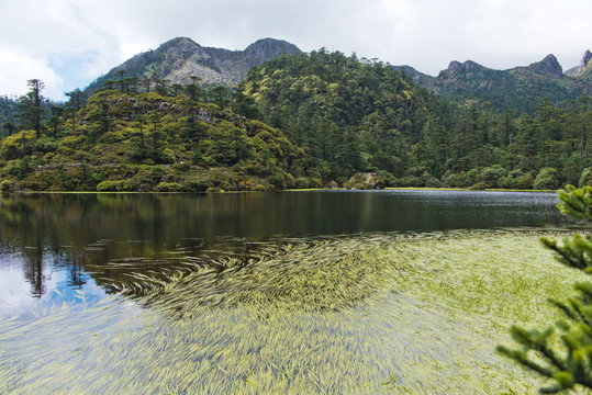 高山濕地