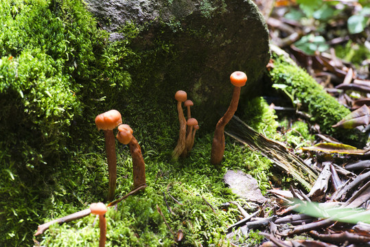 高山蘑菇