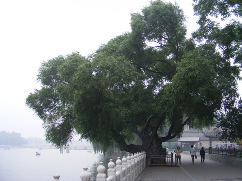 北海公園