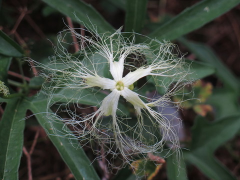 栝樓花