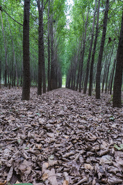 楊樹(shù)林