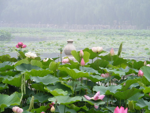 荷花