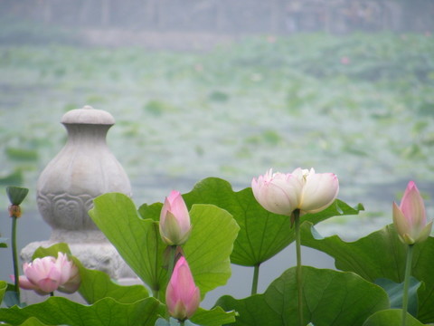 荷花