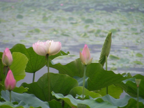 荷花