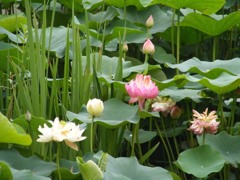 荷花