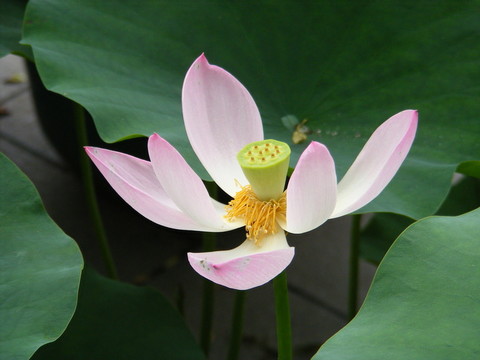 荷花