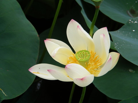 荷花