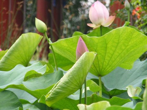 荷花