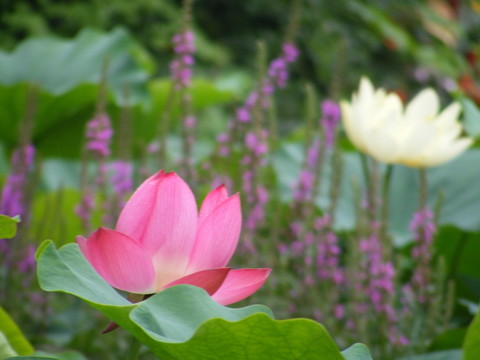 荷花