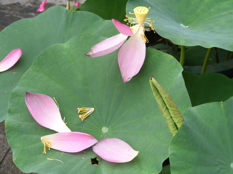 荷花