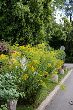公園風(fēng)景  園林景觀