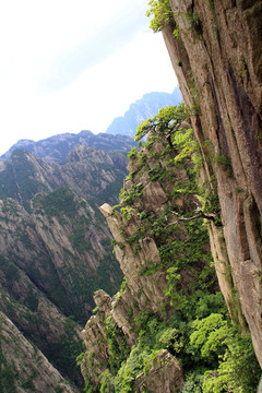 黃山