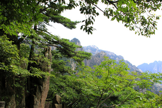 黃山