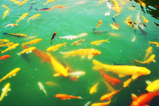 魚群