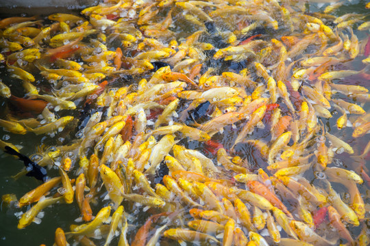 金魚群