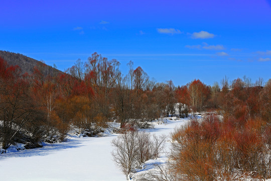 冰雪紅柳
