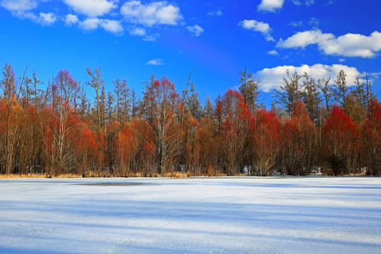 冰雪紅柳