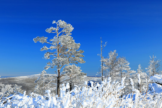 冬雪霧凇