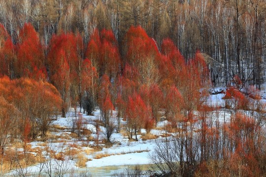 冰河紅柳
