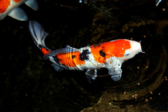 鯉魚 金魚 紅鯉 錦鯉 戲水
