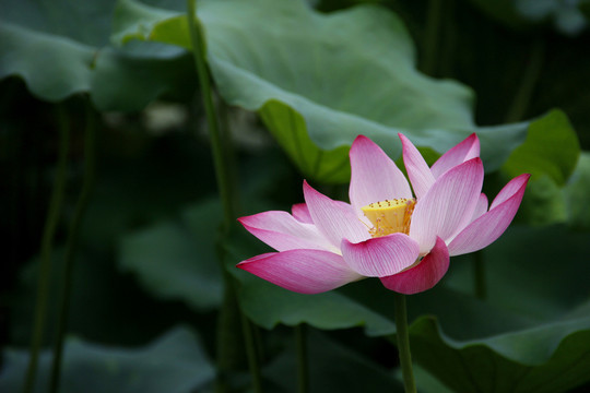 荷花 荷葉 蓮花