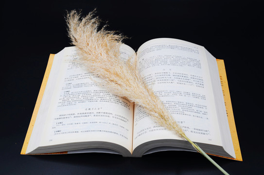 一本翻開的書