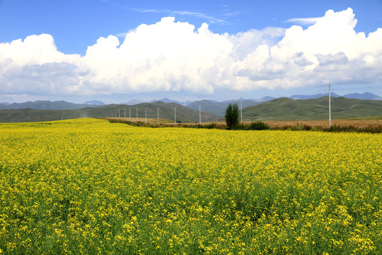 油菜花