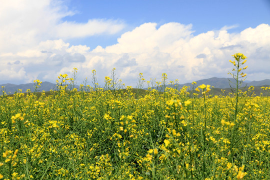 油菜花