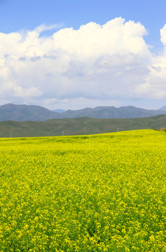 油菜花