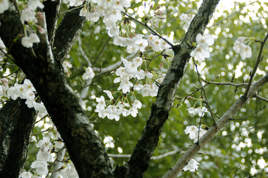櫻花