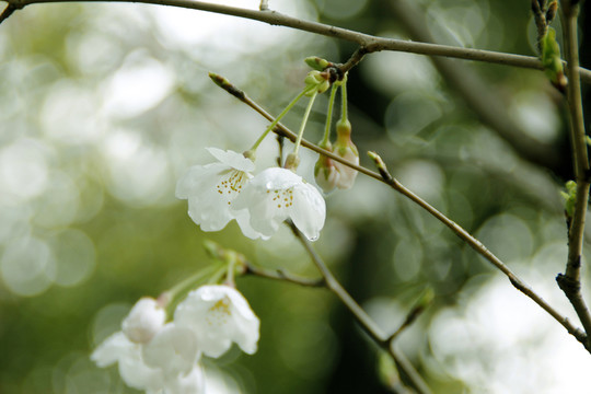 櫻花