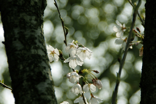 櫻花