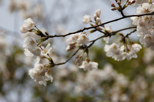 櫻花