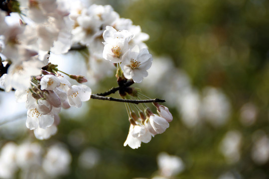 櫻花