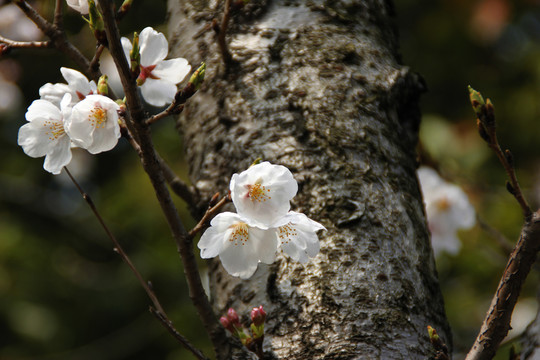 櫻花