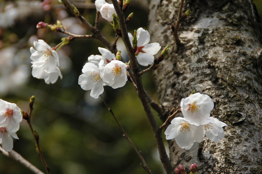 櫻花