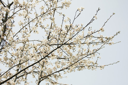 櫻花