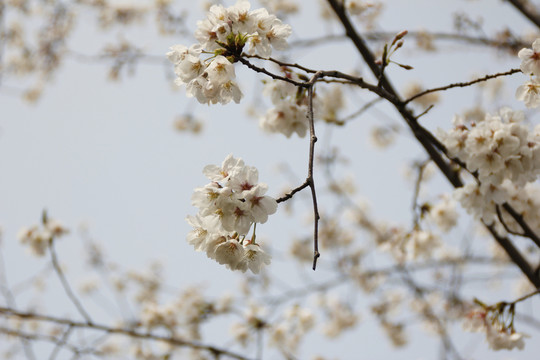 櫻花