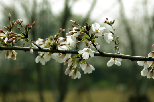 櫻花
