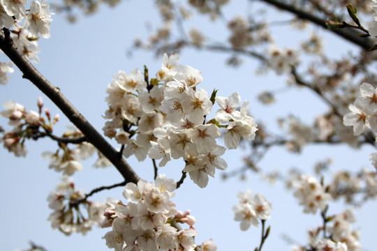 櫻花