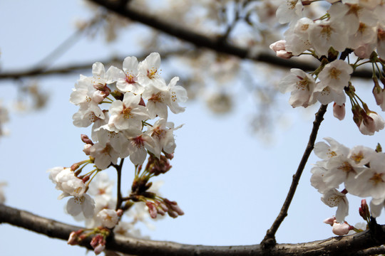 櫻花