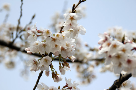 櫻花