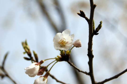 櫻花