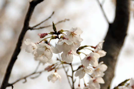 櫻花