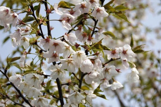 櫻花