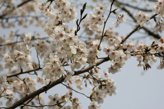 櫻花