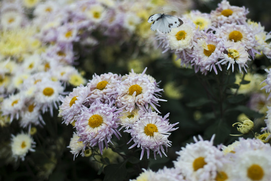 菊花