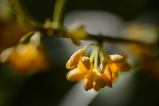 桂花