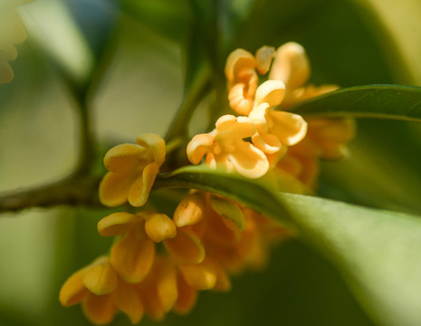 桂花