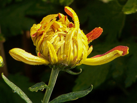 菊花